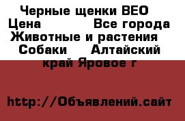 Черные щенки ВЕО › Цена ­ 5 000 - Все города Животные и растения » Собаки   . Алтайский край,Яровое г.